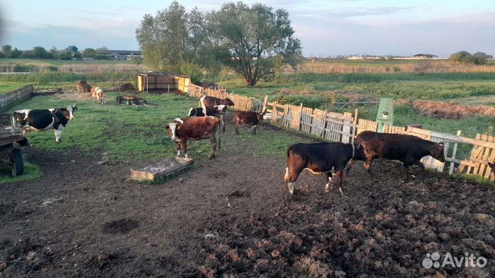 Коровы дойные молочные