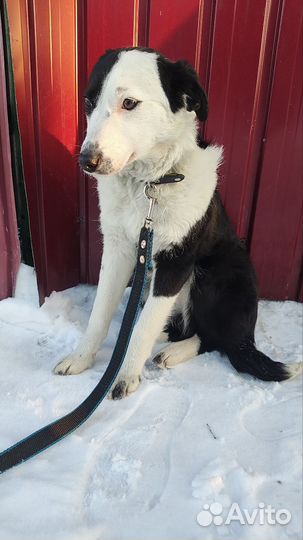 Щенок в добрые руки бесплатно