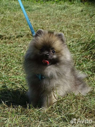 Девочка помераночка