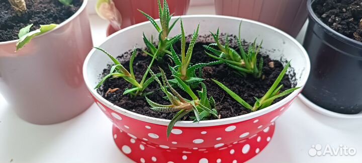 Суккуленты хавортия