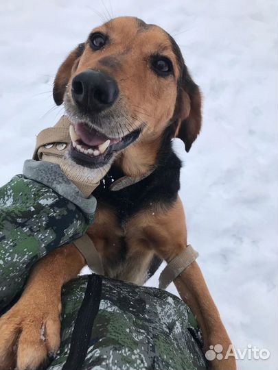 Собака в добрые руки