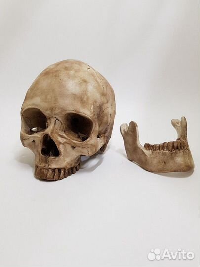 Череп реалистичный