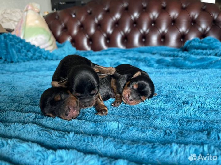 Щенки йорка