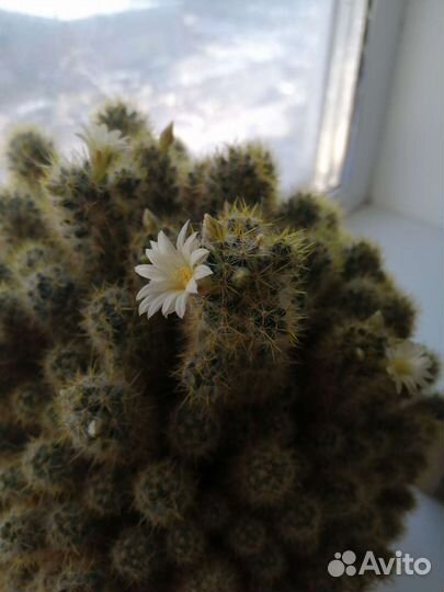 Кактусик. Цветущий