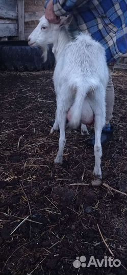 Коза дойная