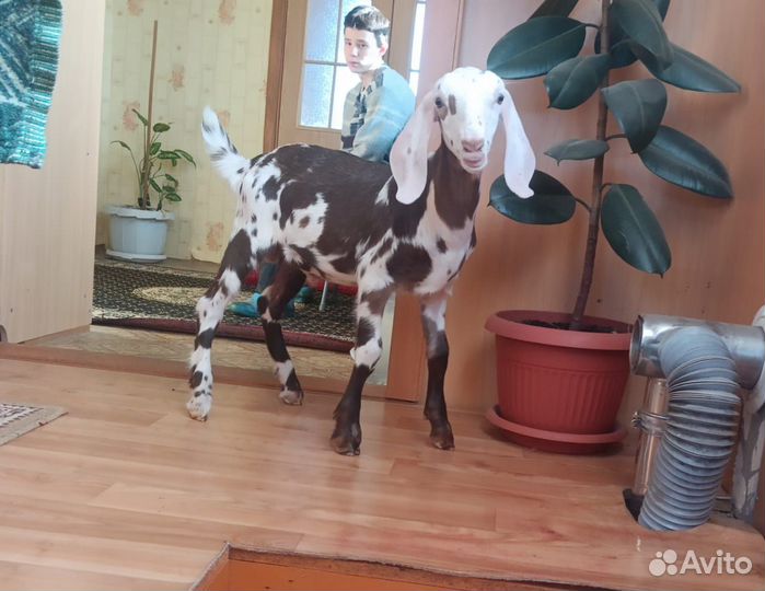 Англо нубийские козы