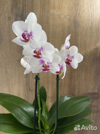 Орхидея фаленопсис