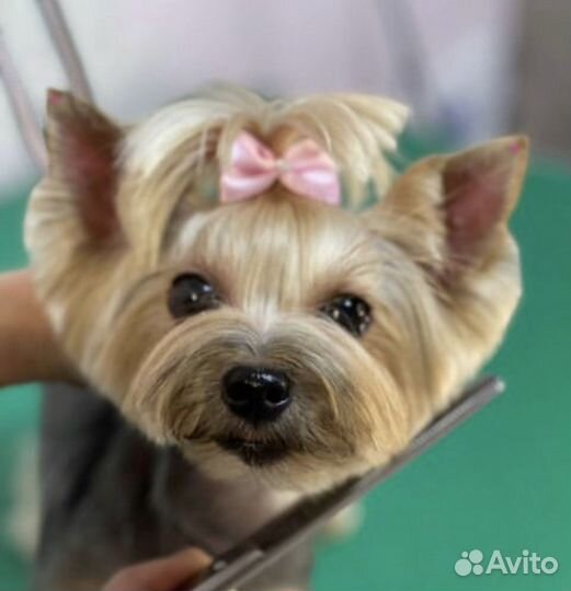 Стрижка собак с любовью