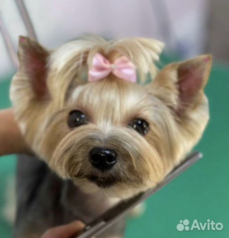 Стрижка собак с любовью