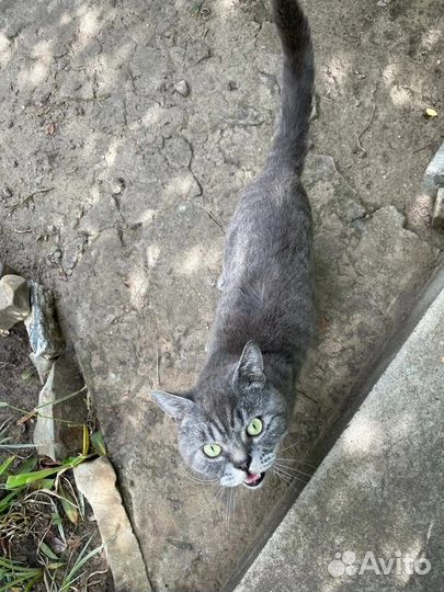 Отдаем в добрые руки