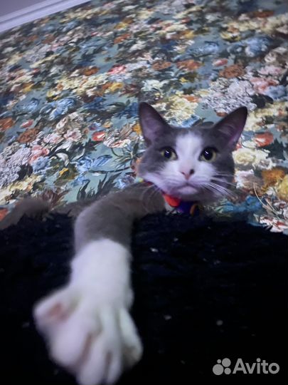 Кот мальчик