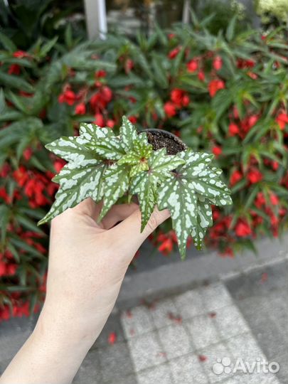 Бегония дрега (каудексная)