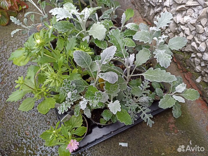 Садовые цветы: астра, цинерария