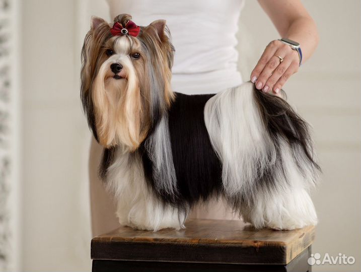 Бивер вязка