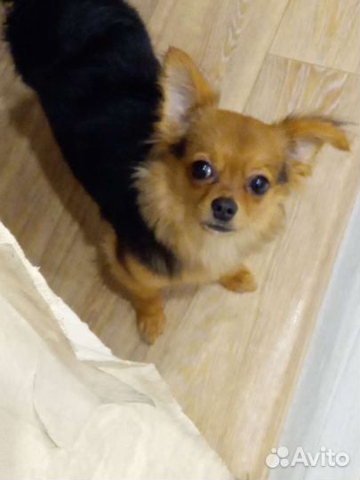 Чихуахуа вязка кабель