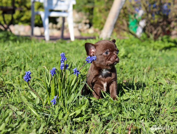Кукольные малыши