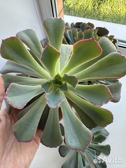 Суккулент Эхеверия Шавиана Пинк Фриллс