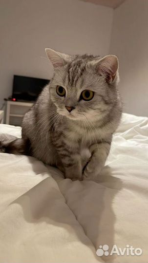 Шотландский кот