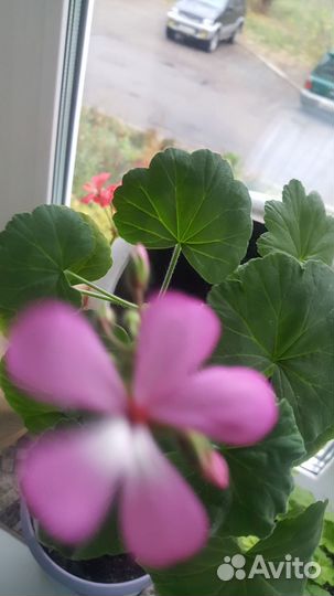 Разные герани