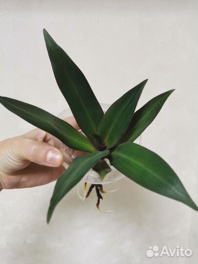 Диффенбахия