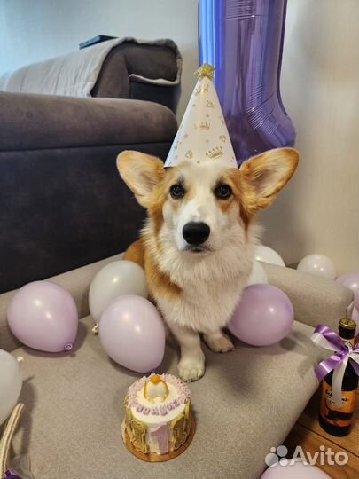 Торты для собак