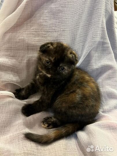 Шотландская