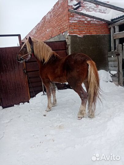 Два советских тяжеловоза