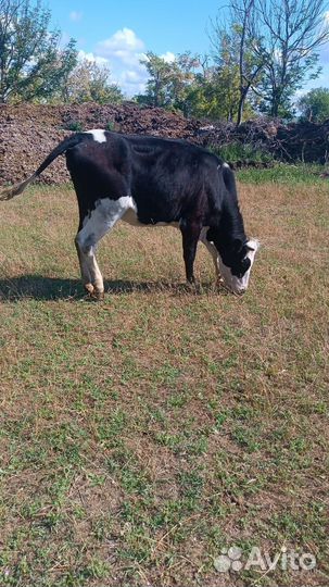 Корова и телка