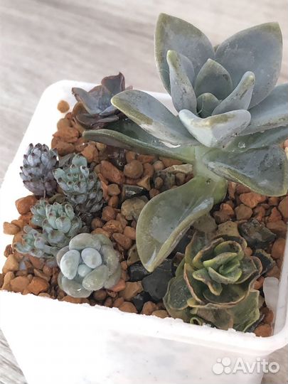 Суккуленты композиция