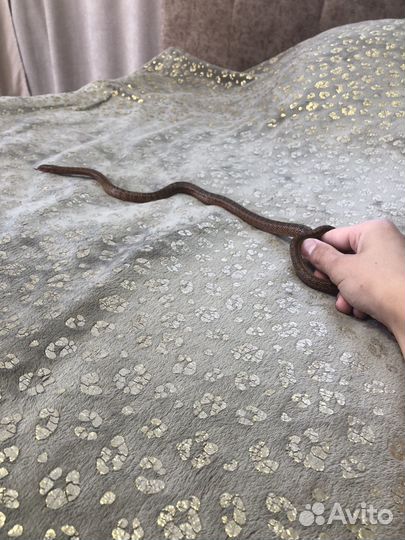 Узорчатый полоз