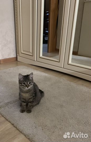 Кутята в добрые руки