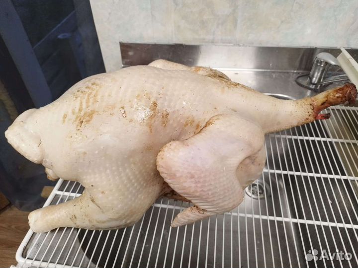 Мясо домашней индейки