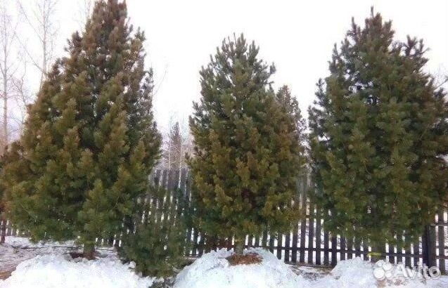 Кедр Сибирский