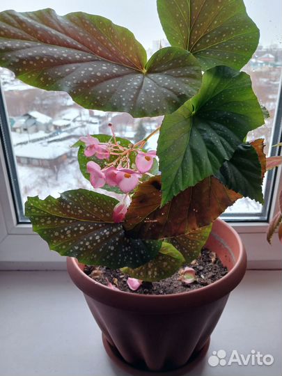 Бегония макулата