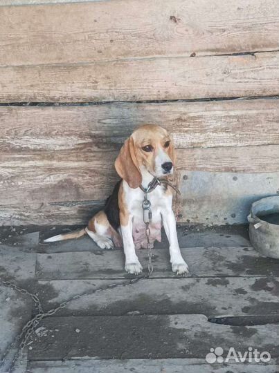 Щенки бигль