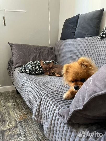 Передержка собак