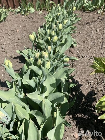 Луковицы тюльпана после выгонки очищенные