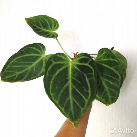 Антуриум хрустальный