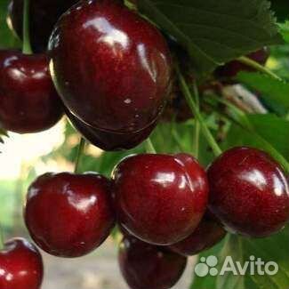 Саженцы элитных сортов крупноплодной черешни