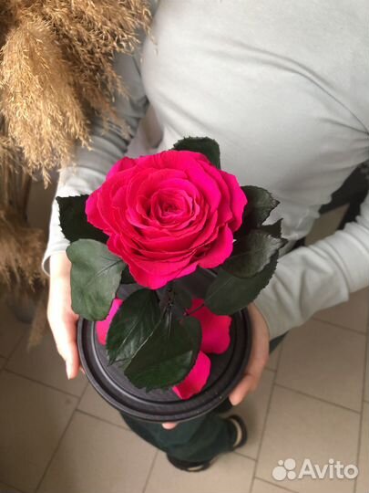 Живая роза в колбе