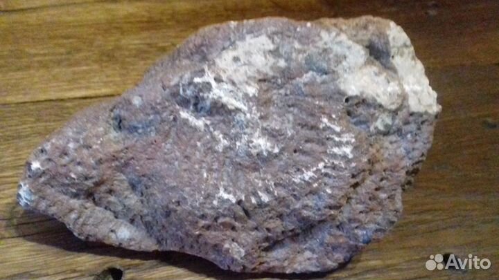 Окаменелость коралл