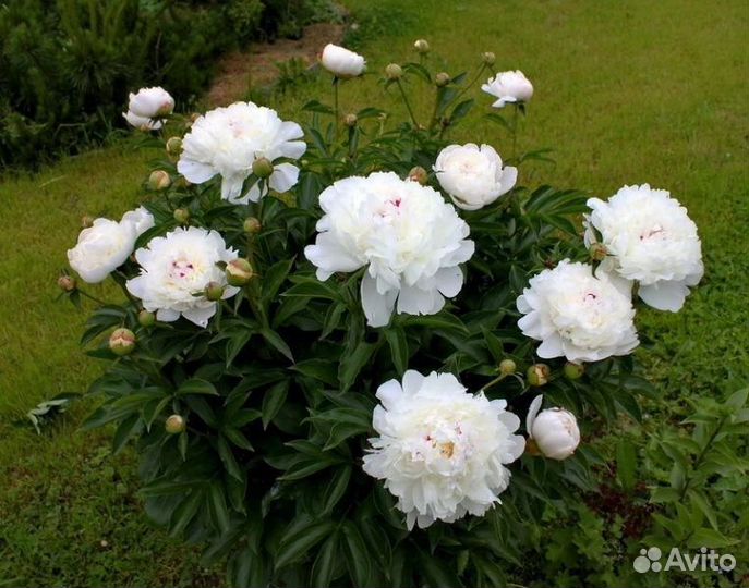 Пионы саженцы