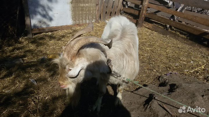Продам козла