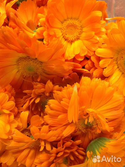 Календула - ноготки