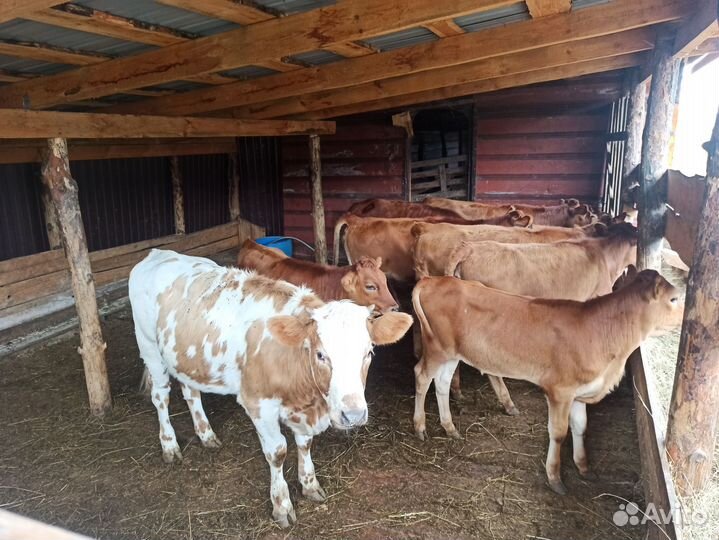 Продам телок