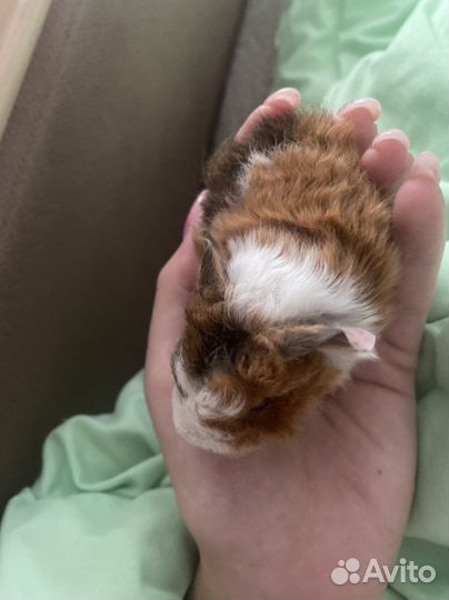 Морская свинка