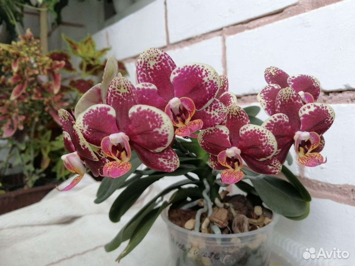 Фаленопсисы