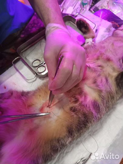 Ветеринар на дом, стерелизация,эвтаназия,кремация