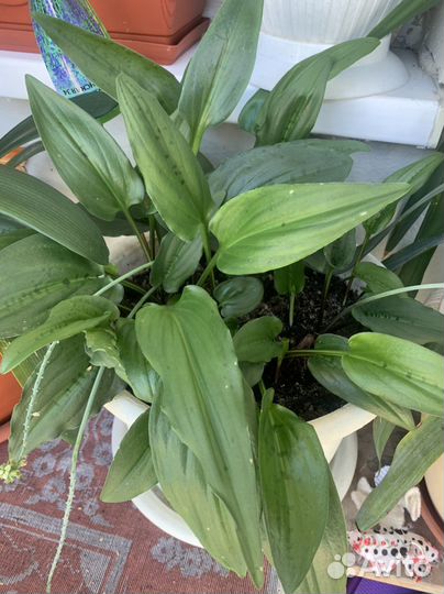 Дримиопсис