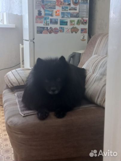 Немецкий шпиц вязка